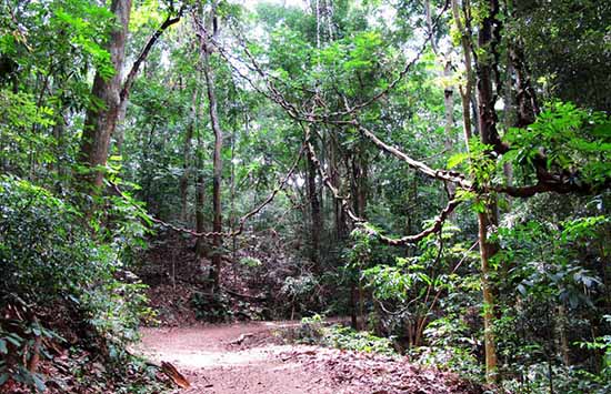Udawattakele Royal Forest Sanctuary