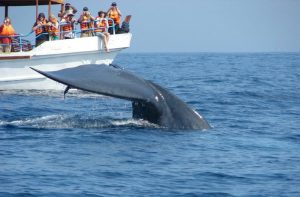 144-Whale_Watching_In_Sri_Lanka-495748-gallery_images-Whale-Watching-up-close