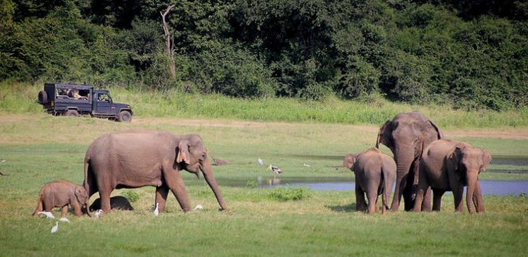 Safari Yala park - Sri Lanka's must see attractions