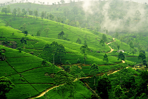 Nuwara Eliya Tea Plantation