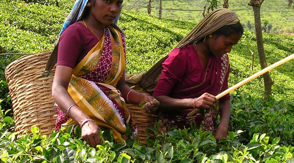 Sri Lanka Tea Pickers