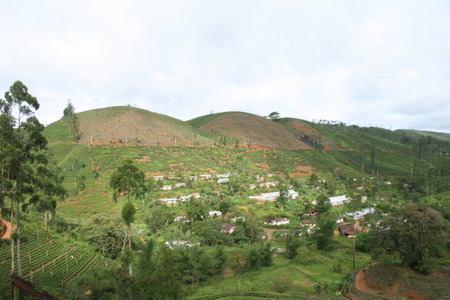 Nuwara Eliya Tea Plantations