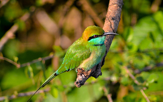 Birds Watching at Yala National Park