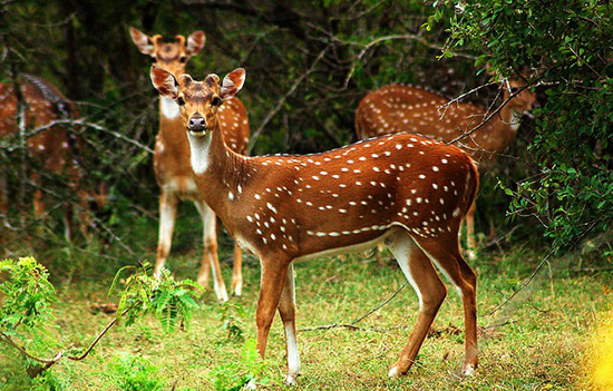 Wildlife at Yala National Park