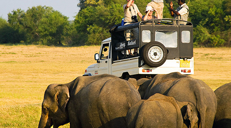 Safari Tour Bundala National Park