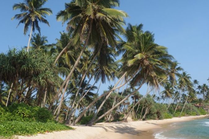 Palm trees along sri lankan beach