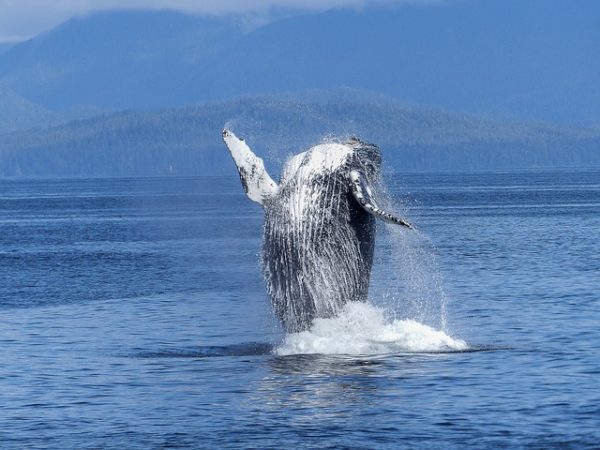 Whale watching - must-dos in Koggala