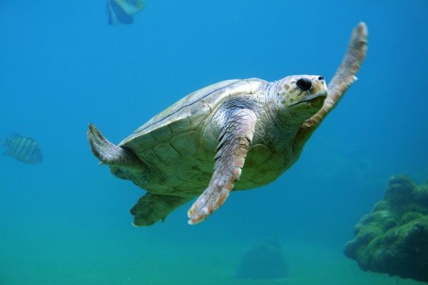 You and the kids can learn more about sea turtles in Galle