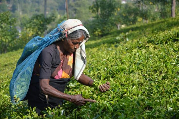things to do in Sri Lanka - visit the tea plantation