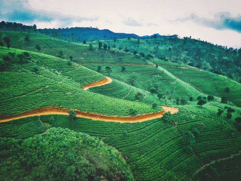 Tea plantation in Kandy.
